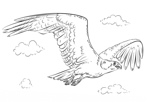 Flying Osprey Coloring Page